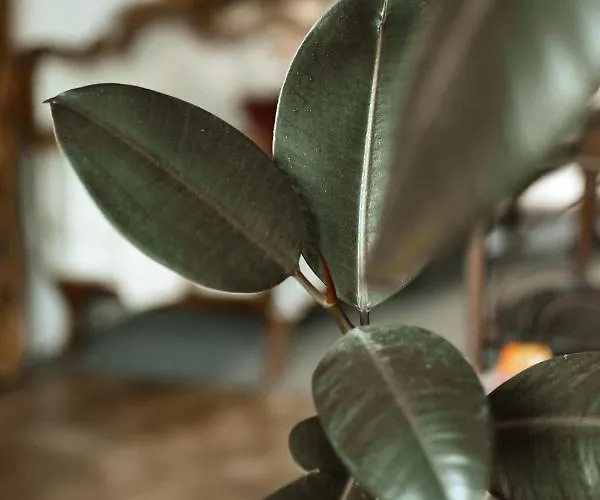 Rajska Willa מלון